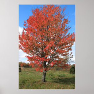 Poster Imagem da paisagem da árvore de mapeamentos de qu