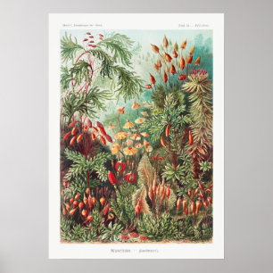 Poster Imagem da Vintagem Artística Natureza Ernst Haecke