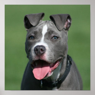 Pôster Imagem de Blue Pitbull Puppy
