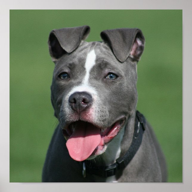 Pôster Imagem de Blue Pitbull Puppy (Frente)