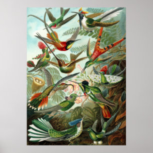 Poster Imagem de Ernst Haeckel