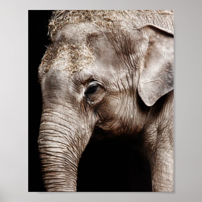 Pôster Imagem de foto de elefante (Frente)