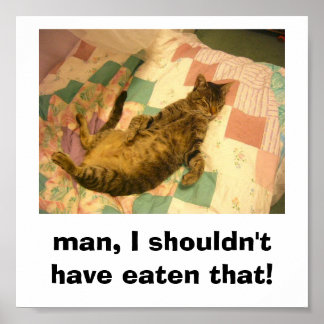 Poster imagem de gato bobo