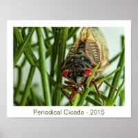 Imagem de Macro de Insetos Grande de Cicada Periód