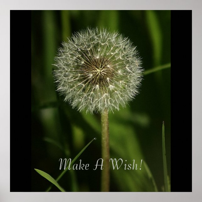 Poster Imagem de Plantas e Água (Frente)