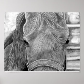 Poster Imagem de rodeio