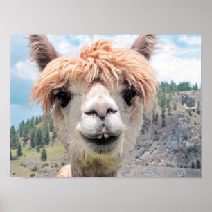 Poster Imagem de sorriso bonito da foto da alpaca