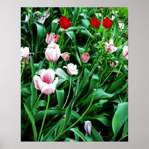 Poster Imagem de Tulipas Vermelhas e Rosa