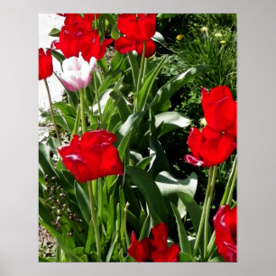 Pôster Imagem de Tulipas Vermelhas e Rosa