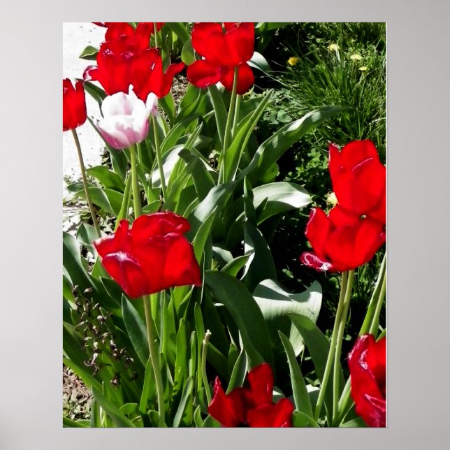 Pôster Imagem de Tulipas Vermelhas e Rosa (Frente)