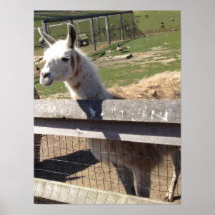 Poster Imagem fotográfica personalizada lama alpaca