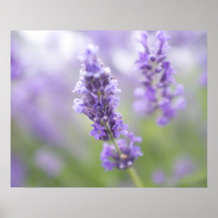 Poster Imagem macro de flores da lavanda com muito