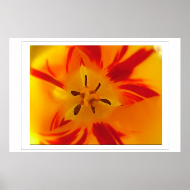 Pôster Imagem macro de tulipa amarela e vermelha (Frente)