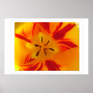 Pôster Imagem macro de tulipa vermelha amarela