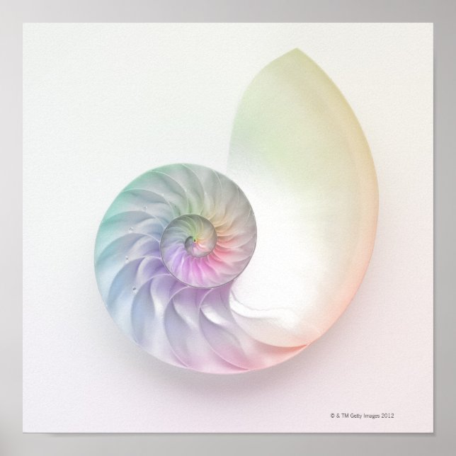 Pôster Imagem náutil colorida artística (Frente)