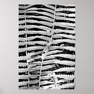 Poster Imagem negra e branca da samambaia florestal