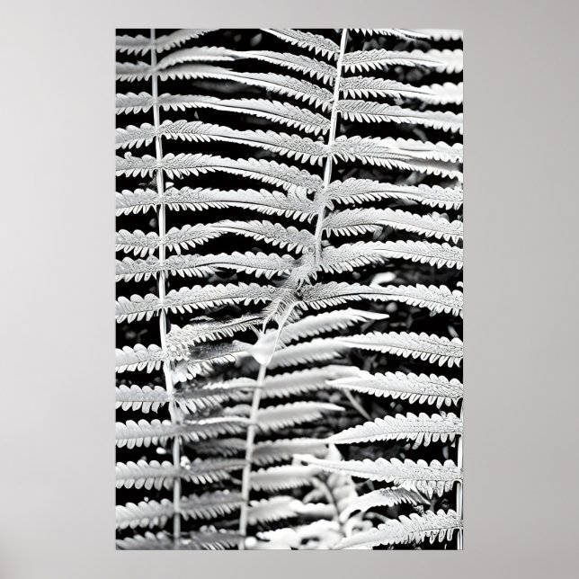 Poster Imagem negra e branca da samambaia florestal (Frente)