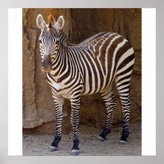 Poster Imagem Zebra (Frente)