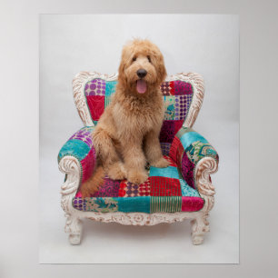 Pôster Imagens de Getty   Goldendoodle bonito
