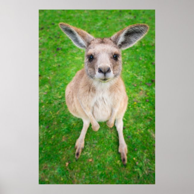 Pôster Imagens Getty | Baby Kangaroo (Frente)