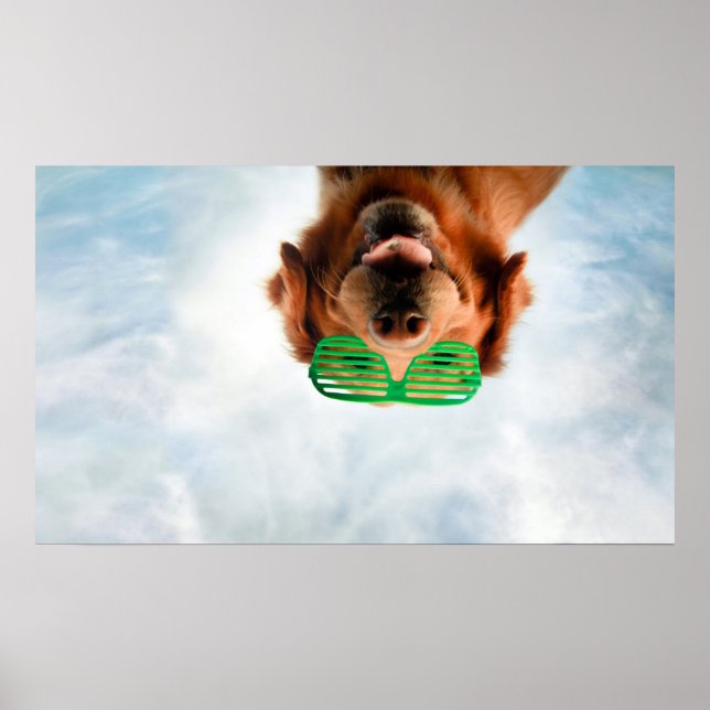 Poster Imagens Getty | Cachorro Com Óculos (Frente)