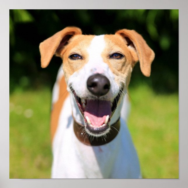 Pôster Imagens Getty | Cachorro Rindo (Frente)