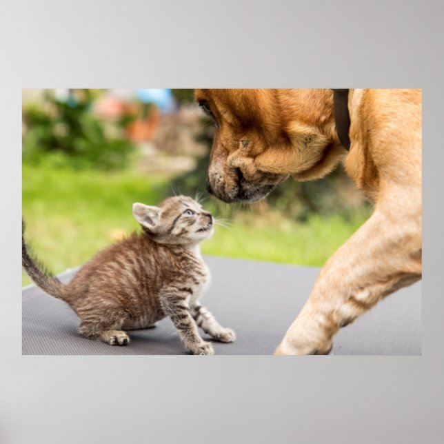 Poster Imagens Getty | Cachorros E Gatos Apaixonados (Frente)