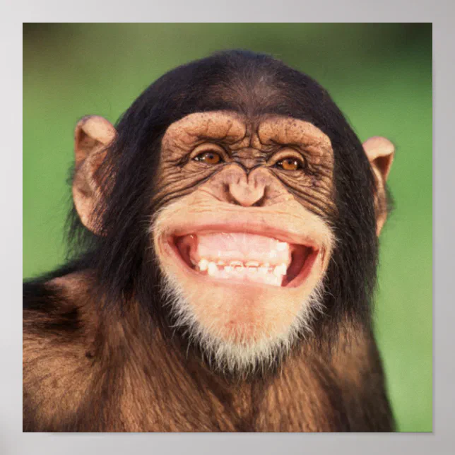 11.225 fotografias e imagens de Chimpanzé - Getty Images