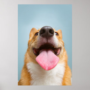 Pôster Imagens Getty   Corgi muito feliz