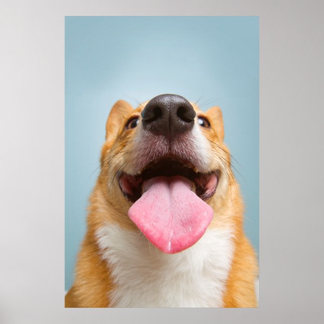 Pôster Imagens Getty | Corgi muito feliz (Frente)