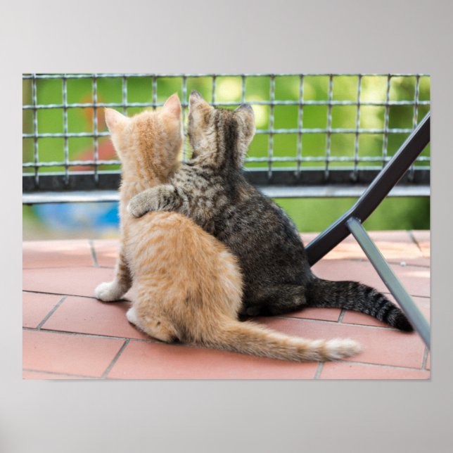 Pôster Imagens Getty | Dois gatinhos numa sacada (Frente)