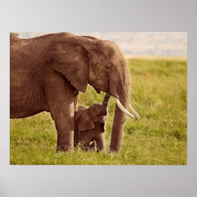 Pôster Imagens Getty | Elefante e bebê (Frente)