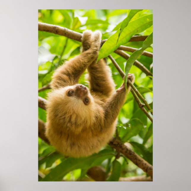 Poster Imagens Getty | Lama para Baixo (Frente)