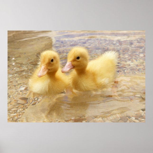 Poster Imagens Getty | Patos Amarelos Felpudos (Frente)