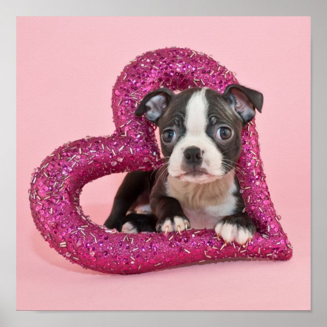 Poster Imagens Getty | Puppy Love (Frente)