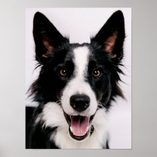 Pôster Imagens Getty   Um Collie de Borda Sorridente