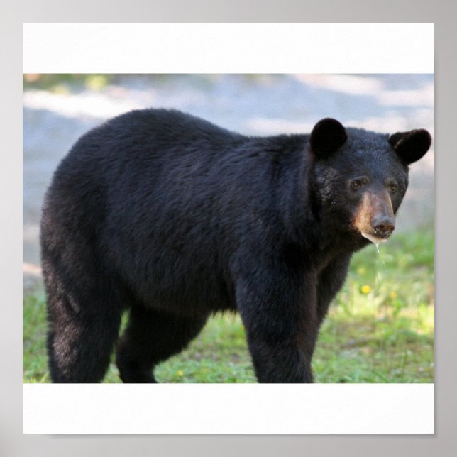 Poster IMG_5587_editado (Frente)