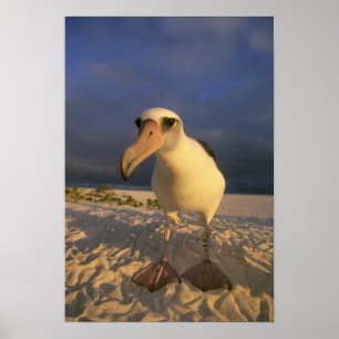 Poster Immutabilis do albatroz, do Diomedea de Laysan),