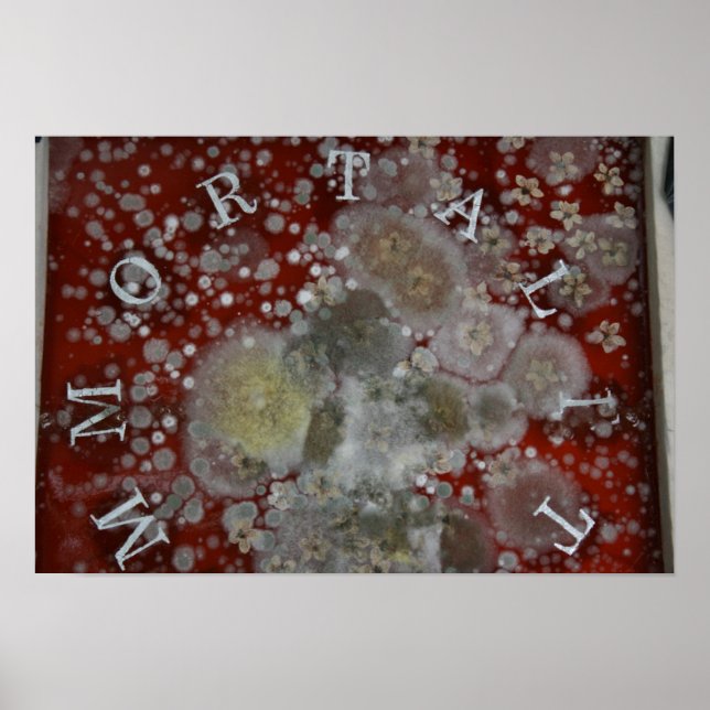 Pôster Imortalidade (Frente)