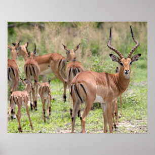 Poster Impala No Delta Do Okavango