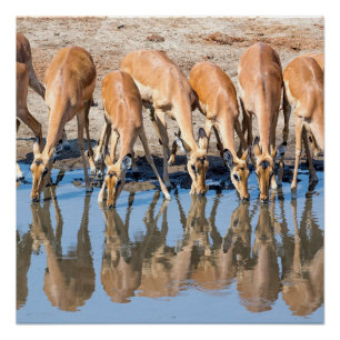 Pôster Impalas no cais