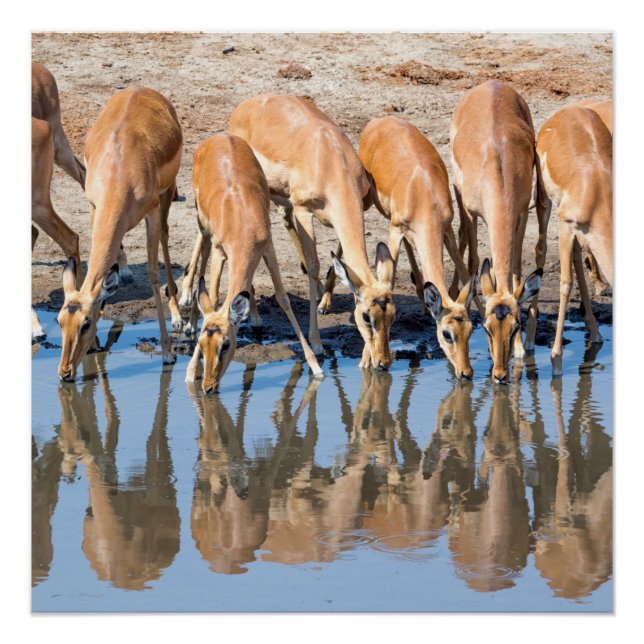 Pôster Impalas no cais (Frente)