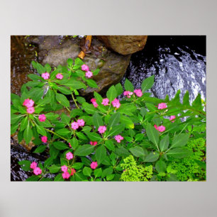 Pôster Impatiens selvagem e samambaias