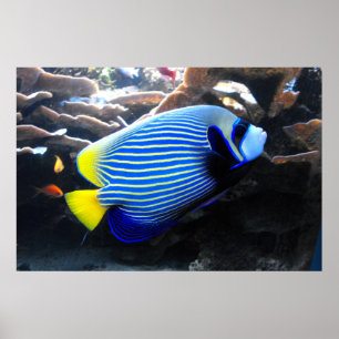 Poster Imperador Angelfish