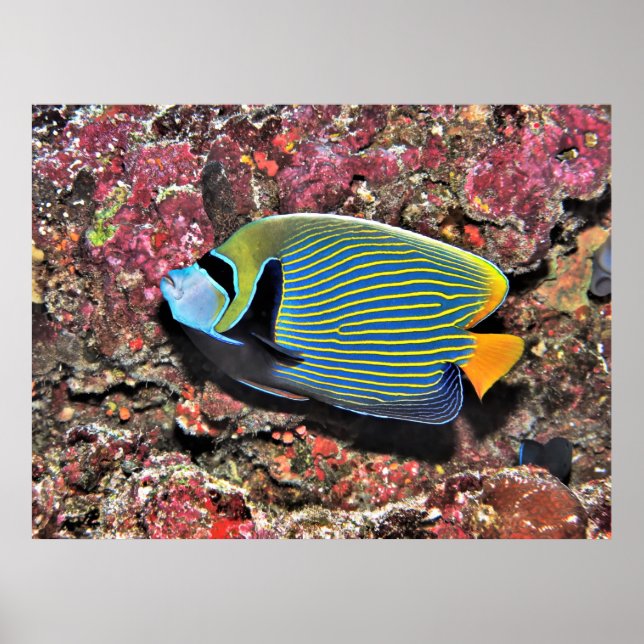 Poster Imperador Angelfish (Frente)
