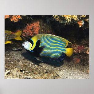 Poster Imperador Angelfish de Raja Ampat
