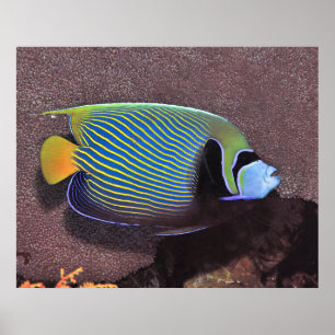 Poster Imperador Angelfish II