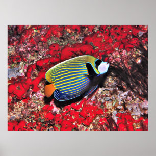 Poster Imperador Angelfish nas Maldivas