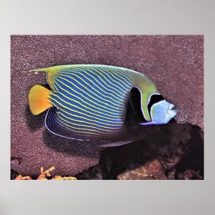 Poster Imperador Angelfish-Raja Ampat