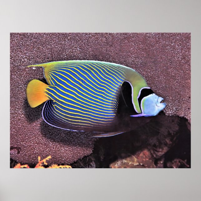 Poster Imperador Angelfish-Raja Ampat (Frente)